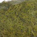 Moss τιλάνσια για συνθέσεις