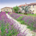 Χαρτοπετσέτα για decoupage, Lavender Farm