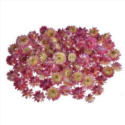 Αποξηραμένα λουλούδια Ελίχρυσος για Ρητίνη, Ροζ