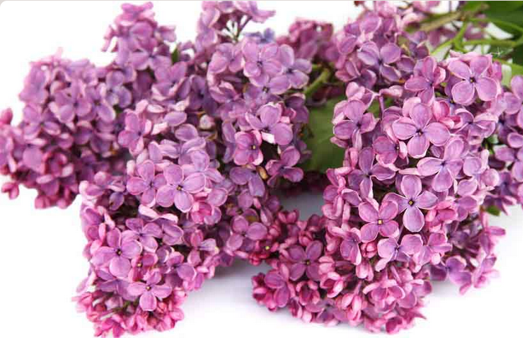 Άρωμα κεριών Lilac-Πασχαλιά, 50ml